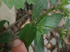Spigelia humboldtiana