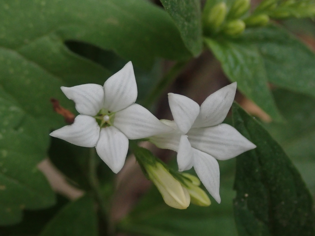 Spigelia humboldtiana