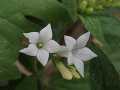 Spigelia humboldtiana