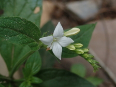 Spigelia humboldtiana