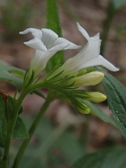 Spigelia humboldtiana