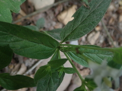 Spigelia humboldtiana