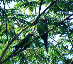 Aratinga weddellii