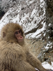 Macaca fuscata fuscata