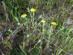 Pseudobahia heermannii