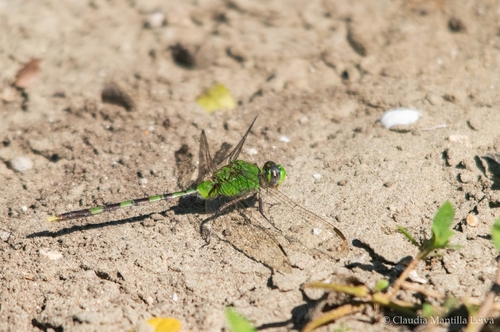 Great Pondhawk
