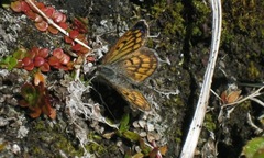 Lycaena boldenarum
