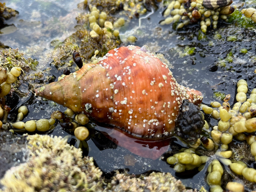 Charonia lampas
