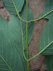 Rhamnidium elaeocarpum