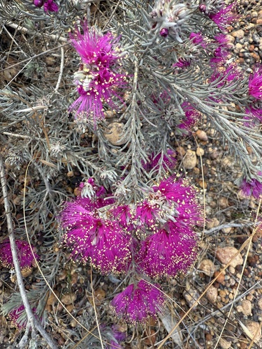 Melaleuca aspalathoides, 2025-11-22