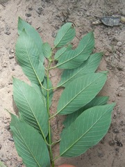 Rhamnidium elaeocarpum