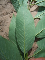 Rhamnidium elaeocarpum