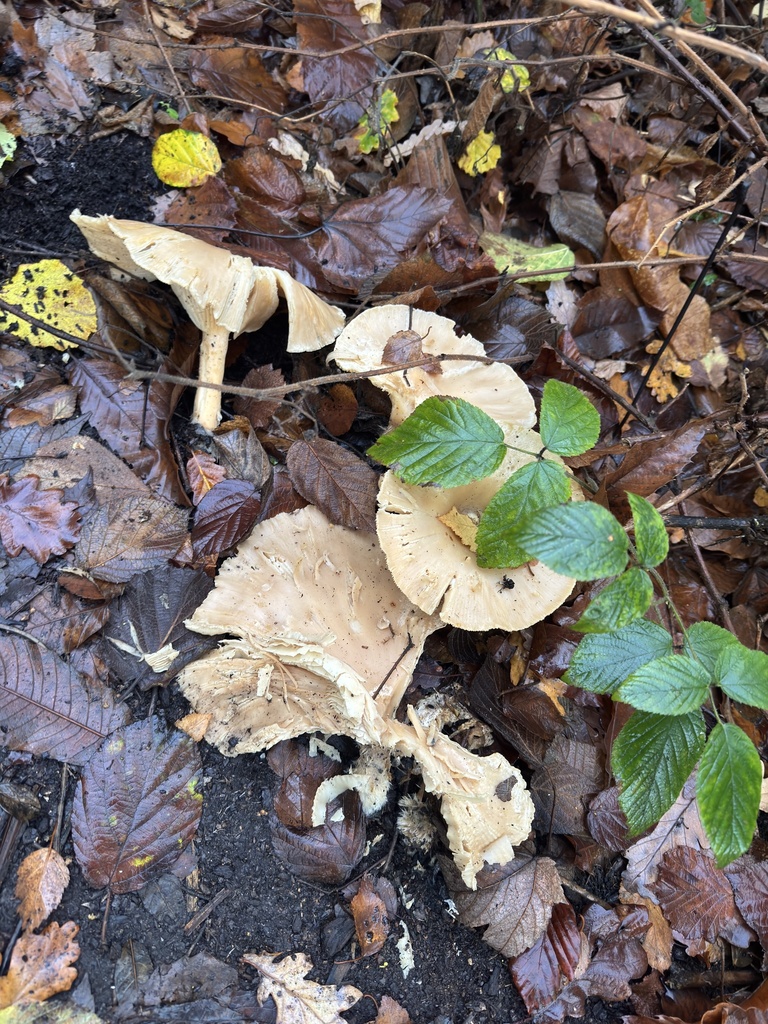 Infundibulicybe geotropa · November 2025 · photo: © tgnr (iNaturalist, cc-by)