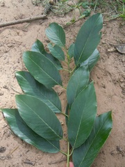 Rhamnidium elaeocarpum