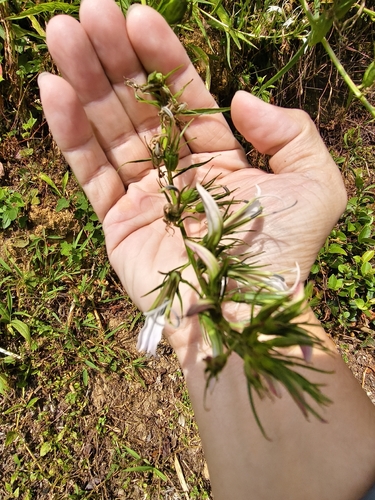 Lobelia seguinii, photograph 3