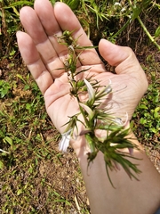 Lobelia seguinii, photograph (c) 雲一百香果, some rights reserved (CC BY)