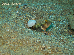 Cryptocentrus fasciatus