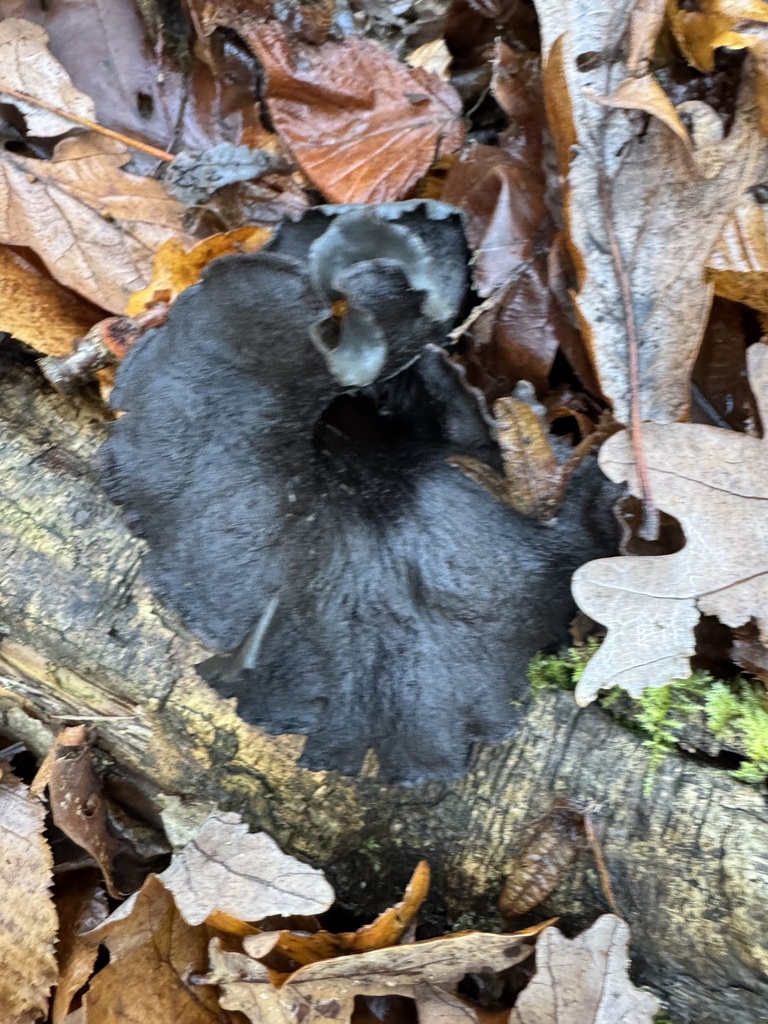 Craterellus cornucopioides · November 2025 · photo: © tgnr (iNaturalist, cc-by)