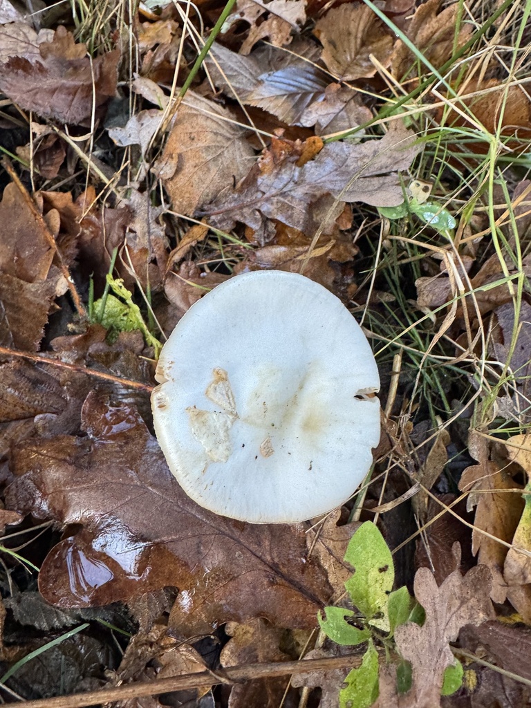Amanita citrina · November 2025 · photo: © tgnr (iNaturalist, cc-by)