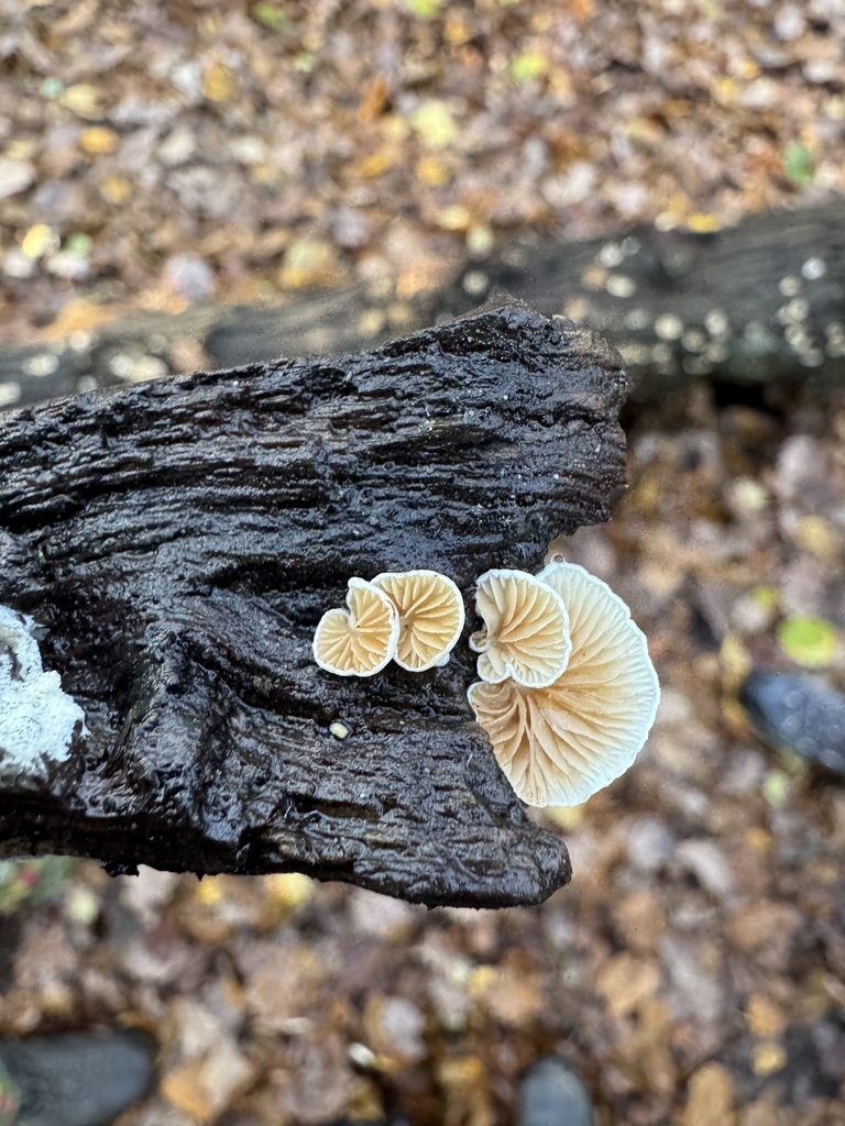 Crepidotus · November 2025 · photo: © tgnr (iNaturalist, cc-by)