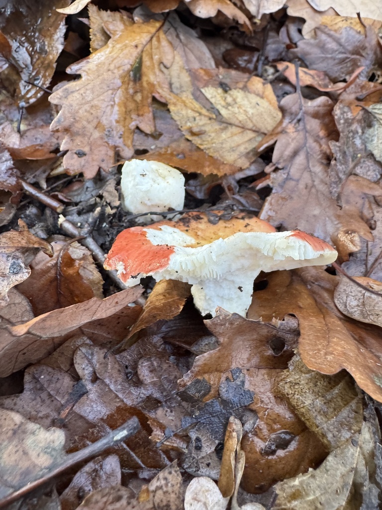 Russula · November 2025 · photo: © tgnr (iNaturalist, cc-by)