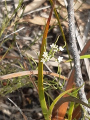 Platysace heterophylla