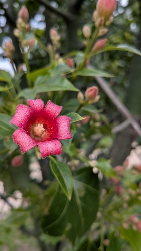 Brachychiton × incarnatus Guymer 2