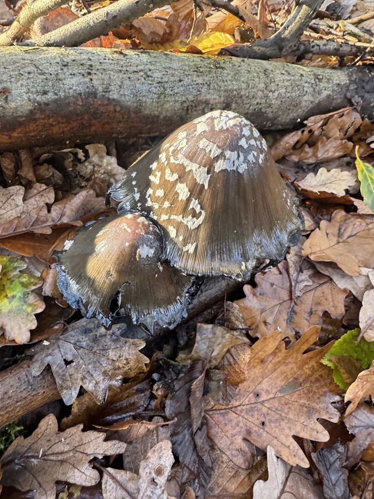 Coprinopsis picacea · November 2025 · photo: © tgnr (iNaturalist, cc-by)