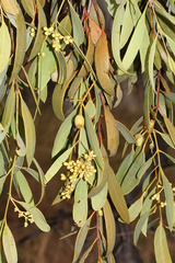 Santalum lanceolatum