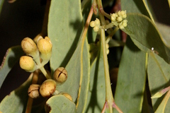 Santalum lanceolatum