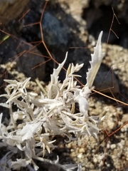 Mentzelia involucrata
