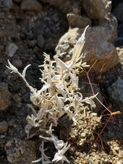 Mentzelia involucrata