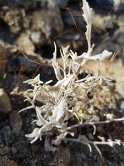 Mentzelia involucrata