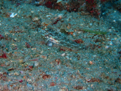Fusigobius melacron