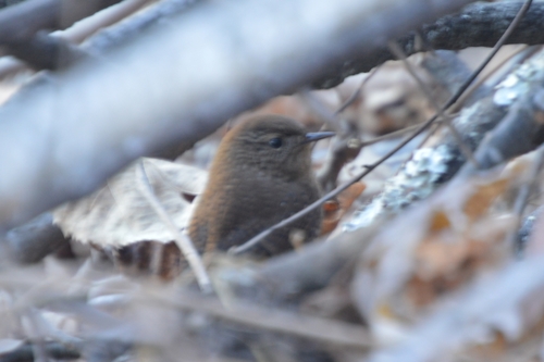 Troglodytes hiemalis