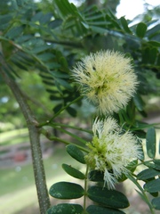 Chloroleucon tenuiflorum