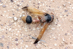 Delta latreillei
