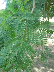 Chloroleucon tenuiflorum