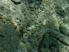 Canthigaster rostrata