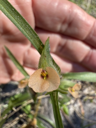 Commelina gambiae (Commelina gambiae)
