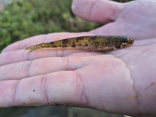 Yalu gudgeon (Microphysogobio yaluensis) — Cyprinidae — 2