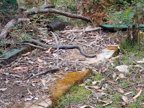 Red-bellied Black Snake sighting