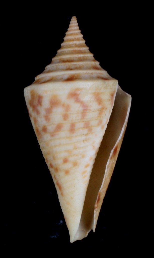 Arched Cone