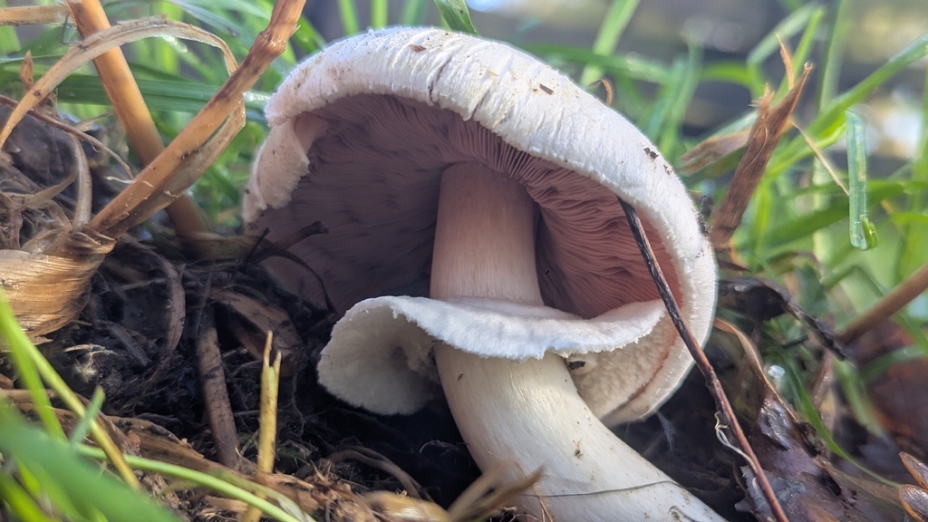 Agaricus xanthodermus · November 2025 · photo: © hosquillar (iNaturalist, cc-by)