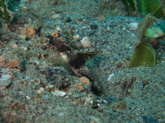 Tomiyamichthys latruncularius