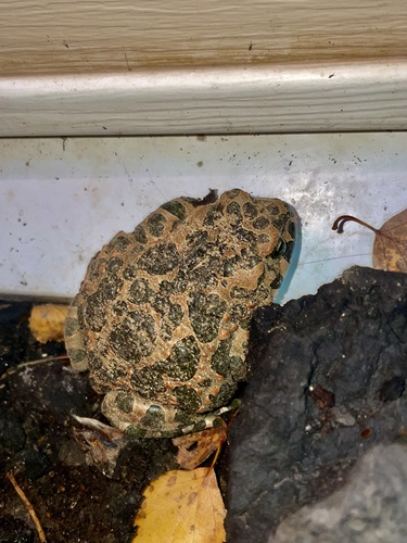 Green Toad