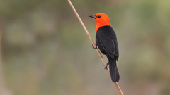 Scarlet-Headed Blackbird photo 1