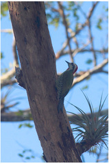 Xiphidiopicus percussus