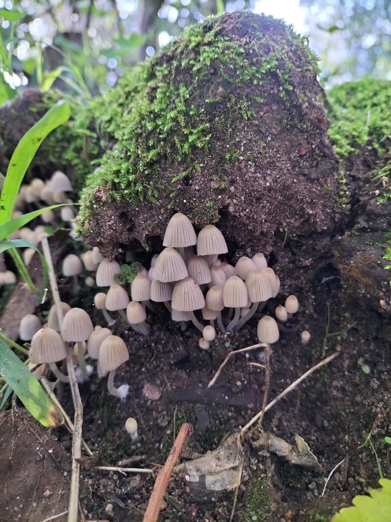 Coprinellus disseminatus · November 2025 · photo: © tatiana354 (iNaturalist, cc-by)