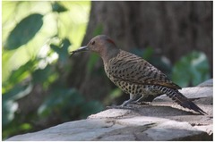Colaptes auratus chrysocaulosus